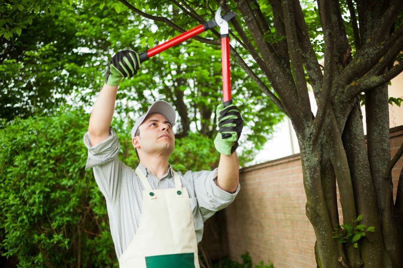 Tree Inspection by Arborist