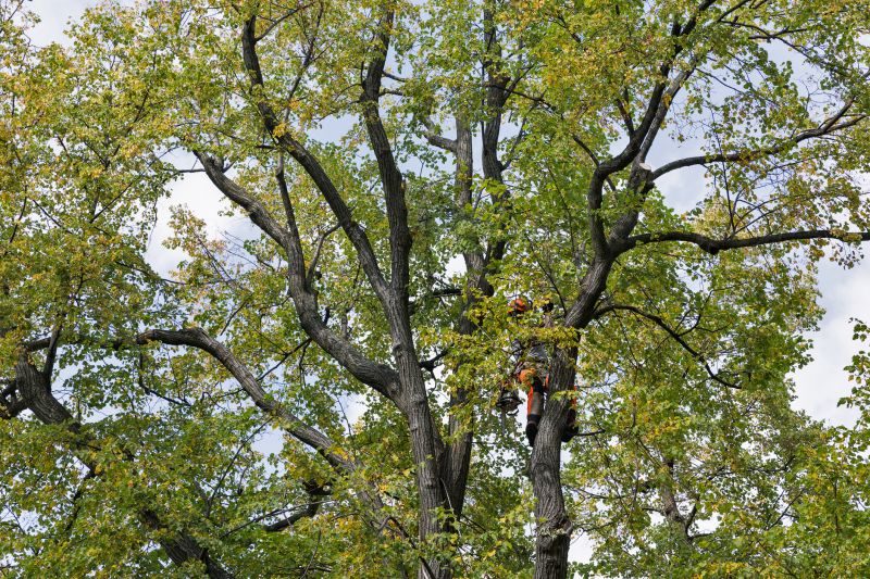 Arborist Performing Crown Thinning