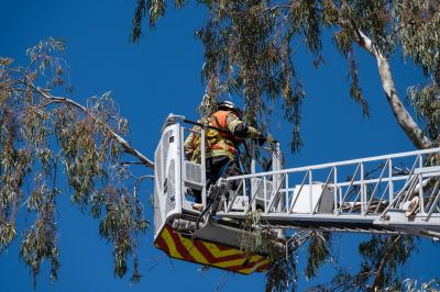 Safety Gear for Tree Trimming