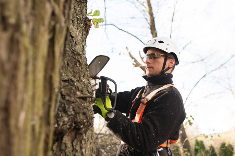 Tree Trimming Crew